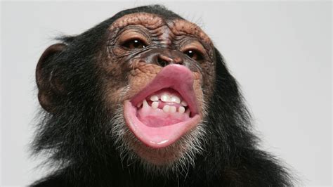 Monkey mouth - Primate - Snouts, Muzzles, Noses: The reduction of the snout is a correlate of the diminution of the sense of smell. Some Old World monkeys do have a long snout, but this seems to be related to the large size of the jaws and the prominence of the canine teeth; in these cases it should be considered a dental muzzle rather than an olfactory one. 